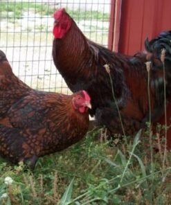 Black Laced Red Wyandotte Chicken
