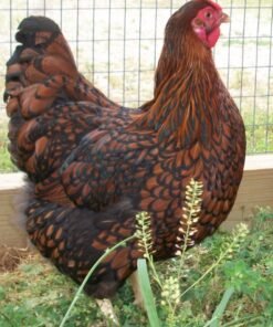 Black Laced Red Wyandotte Chicken