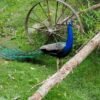 India Blue Peafowl  (Juvenile Female)