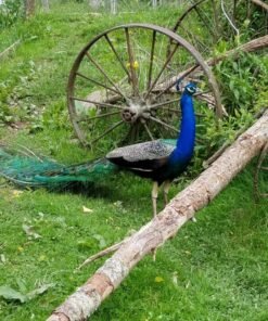India Blue Peafowl  (Juvenile Female)