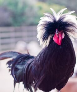 White Crested Black Polish Chicken