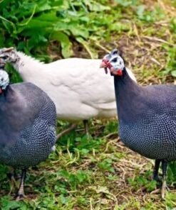 Hatchery Choice Guinea