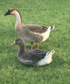Hatchery Choice Geese Surplus