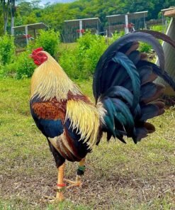American Gamefowl