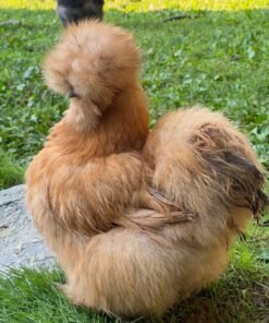 Order Buff Silkie Chicken Bantam