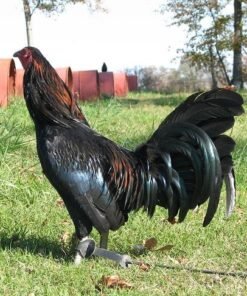 Black Gamefowl
