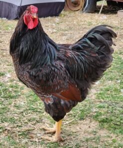 Blue Laced Red Wyandotte Chicken