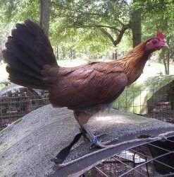 Blueface Hatch Game Fowl