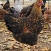 Golden Wyandotte Chicken For sale
