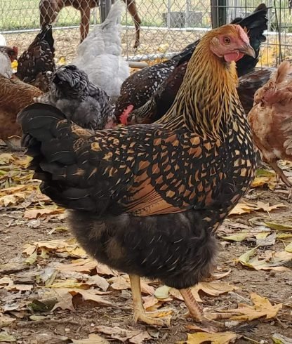Golden Wyandotte Chicken For sale