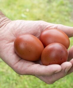 Chocolate Egger™ Hatching Eggs