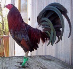 Dark Hatch Game Fowl