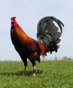 Democrats Gamefowl
