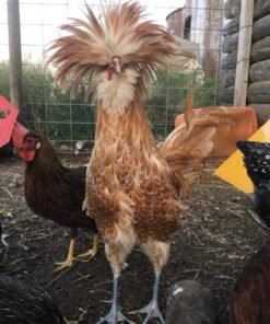 Buff Laced Polish Chicken