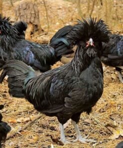 Crevecoeur Chickens For Sale