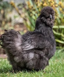 Black Silkie Chicken