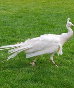 White Peafowl (Female)