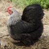BIRCHEN COCHIN BANTAM
