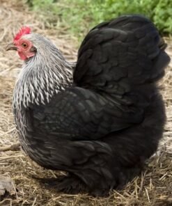 BIRCHEN COCHIN BANTAM