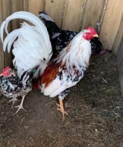 Morgan Whitehackle Gamefowl