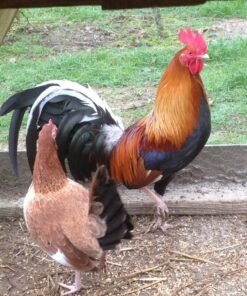 Murphy Whitehackle Gamefowl