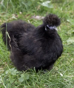 Black Silkie Chicken