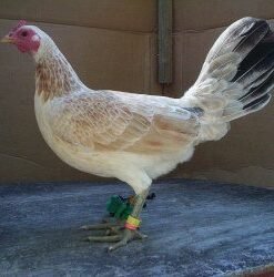 Regular Grey Game Fowl