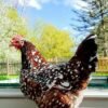 Speckled Sussex Hen