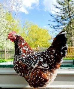Speckled Sussex Hen