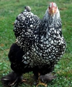 Buy Silver Laced Cochin Chicken Online