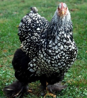 Buy Silver Laced Cochin Chicken Online