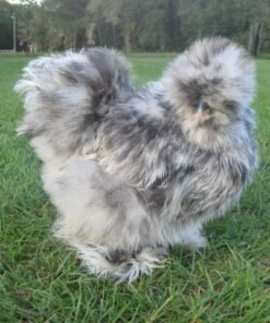 Buy Splash Silkie Chicken Bantam Online