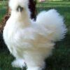 White Silkie Chicken