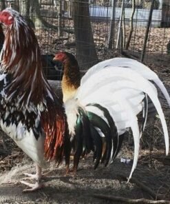 White Hackle Gamefowl