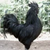 Ayam Cemani Rooster for Sale
