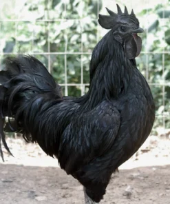 Ayam Cemani Rooster for Sale