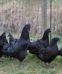 Buy Ayam Cemani Hens For Sale