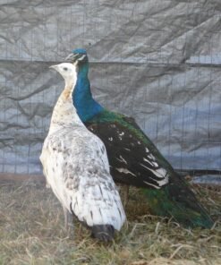 Black Shoulder Peafowl Pair
