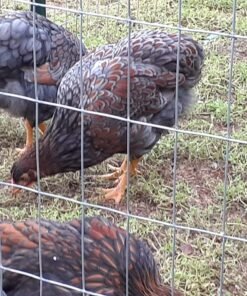 Blue Laced Red Wyandotte Chicken