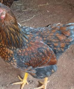 Blue Laced Red Wyandotte Chicken