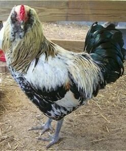 Easter Egger Bantam