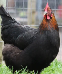 Black Copper Marans Chicken