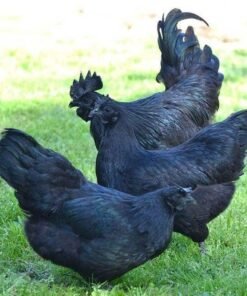 Ayam Cemani Chicken For Sale