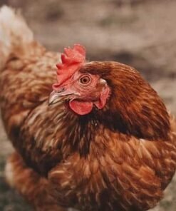 Lohmann Brown Chicken