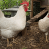 leghorn chicken
