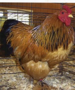 Order Buff Brahma Bantam Online