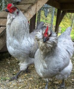 lavender Chickens