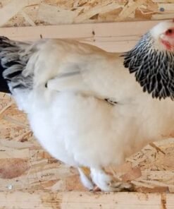 Buy Light Brahma Hen