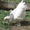Buy Light Brahma Hen