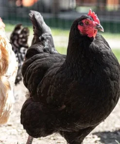 black australorp pullets